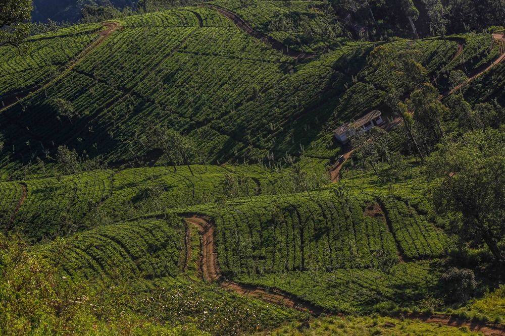 Hatale Tea Estate Bungalow Madulkele Екстериор снимка